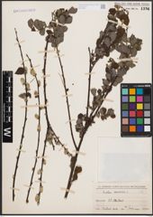 Foto von Salix aurita L.